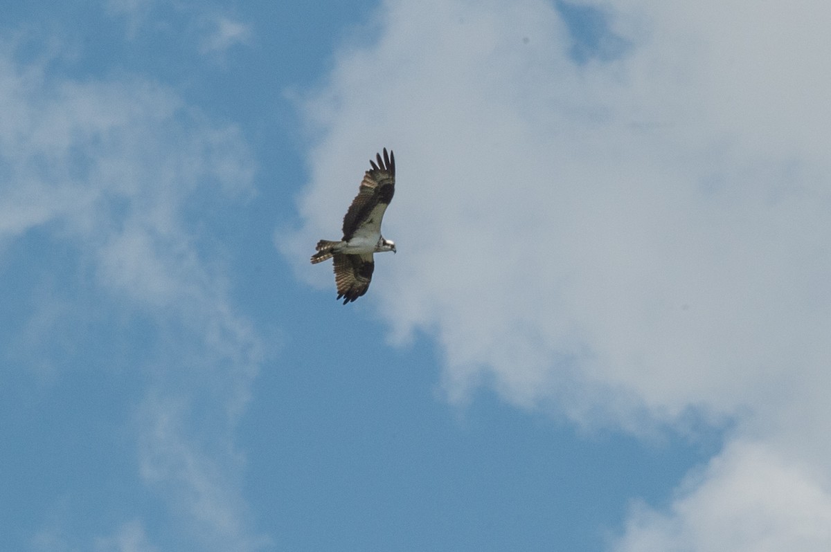 Águila Pescadora - ML473001451