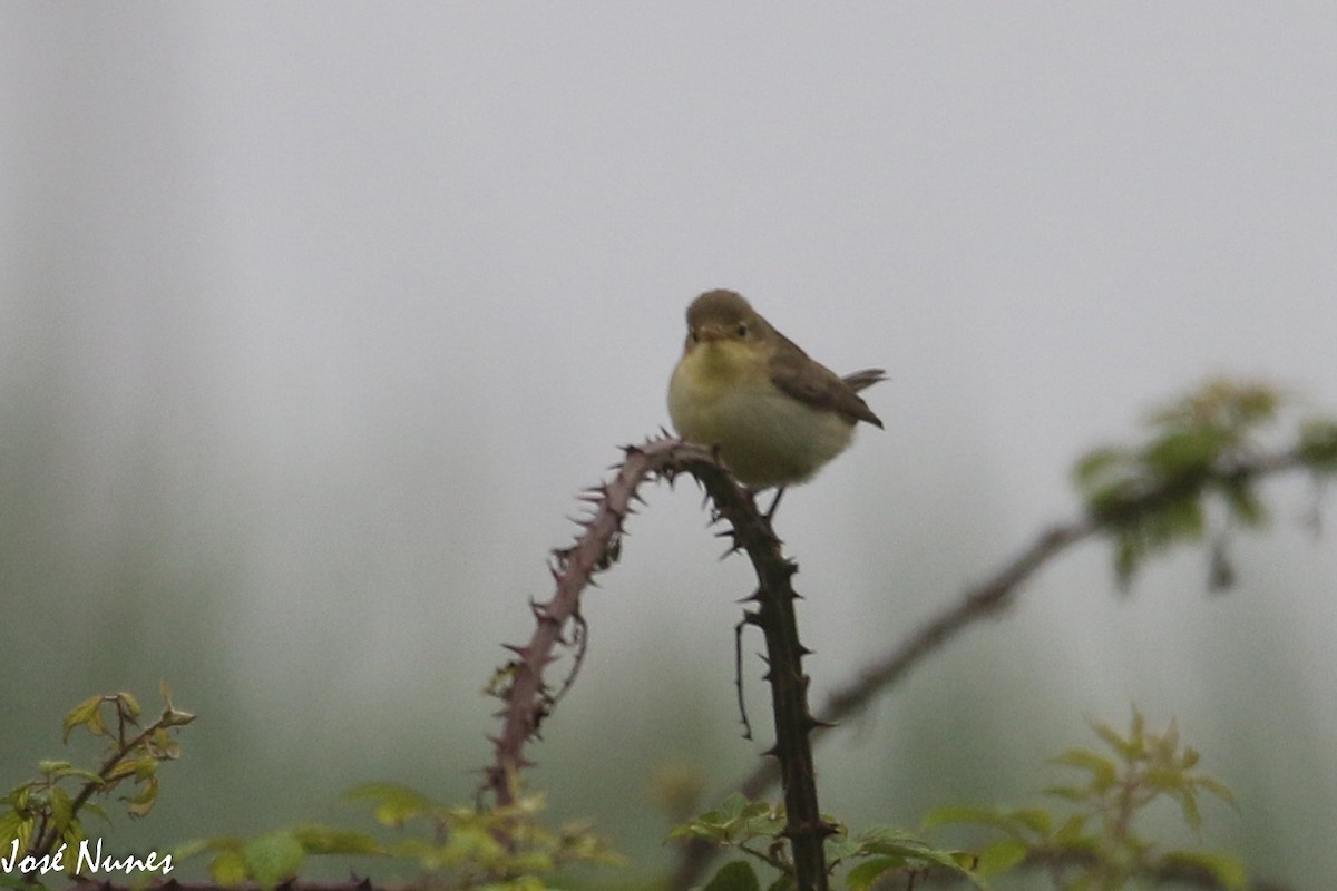 Melodious Warbler - ML473001591