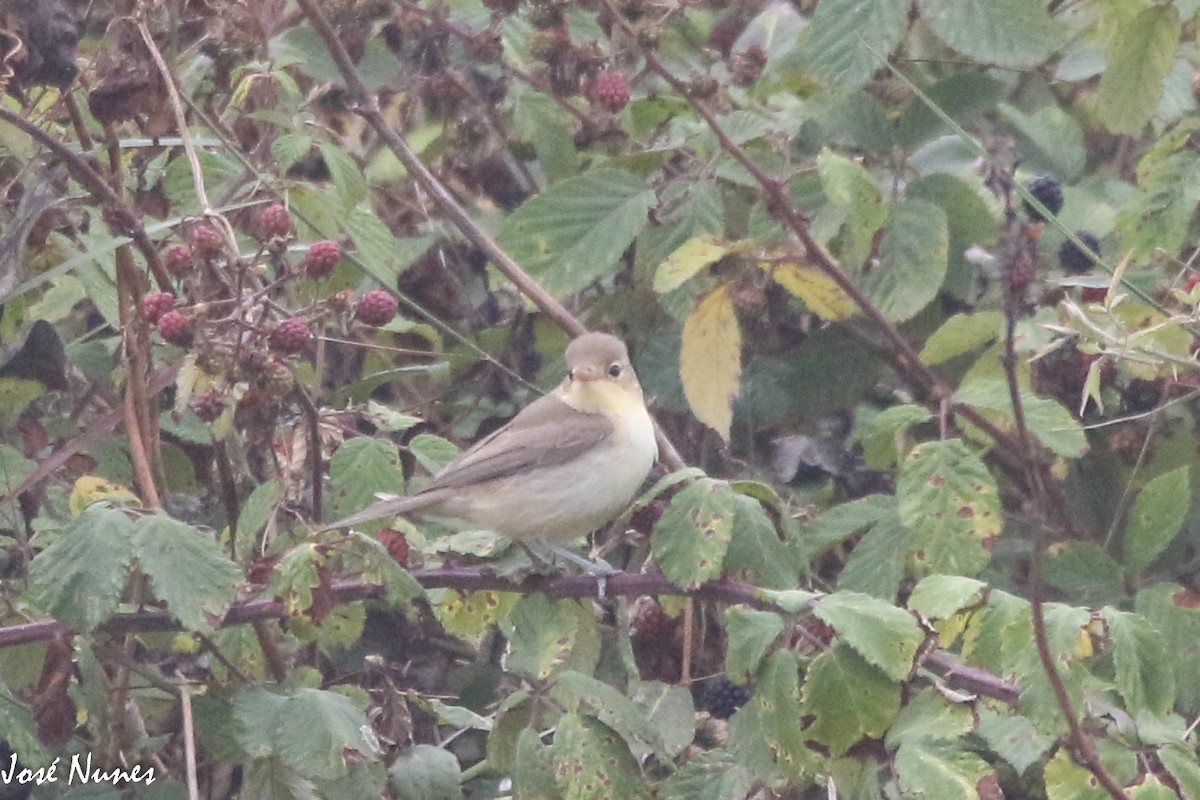 Melodious Warbler - ML473001601