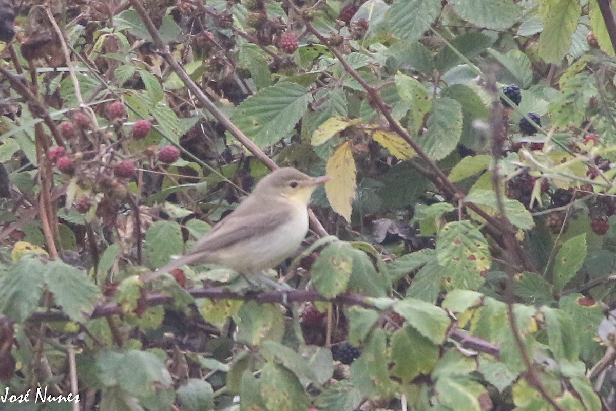 Melodious Warbler - ML473001611