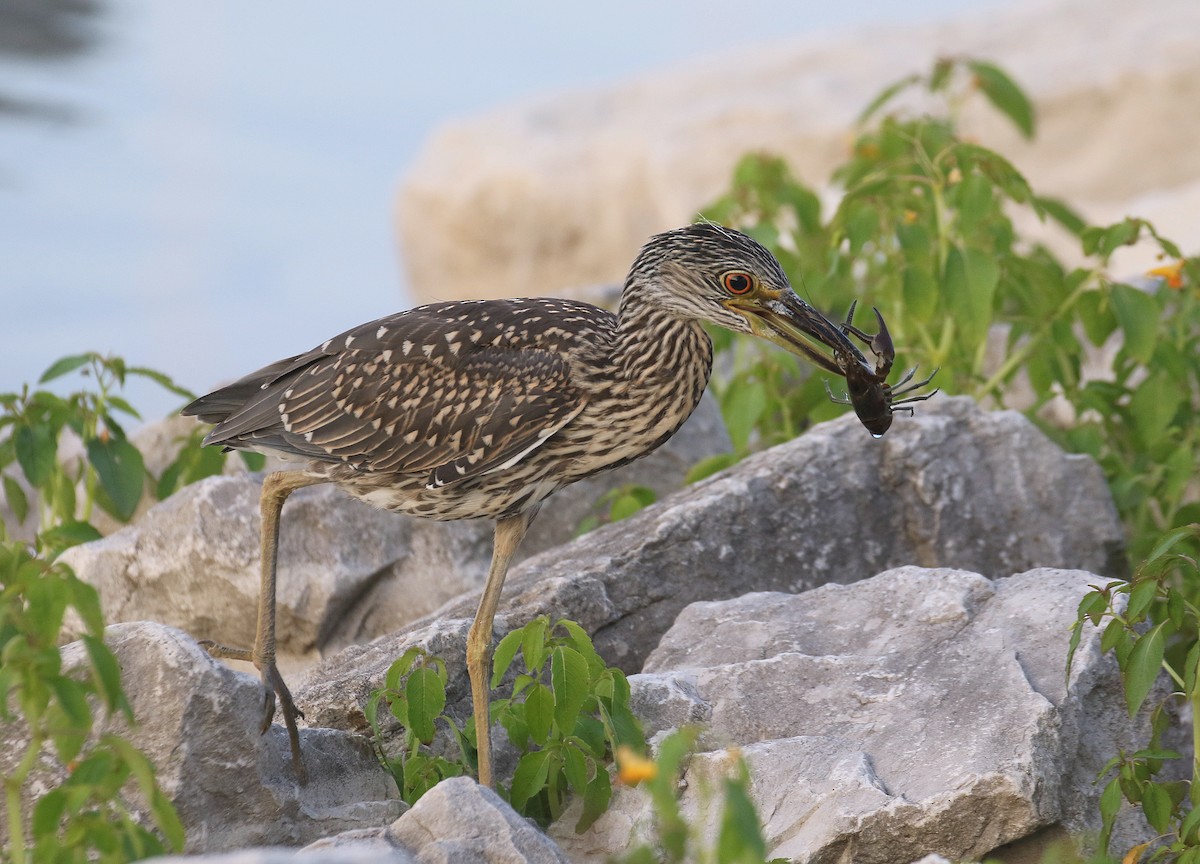 Yellow-crowned Night Heron - John Dixon