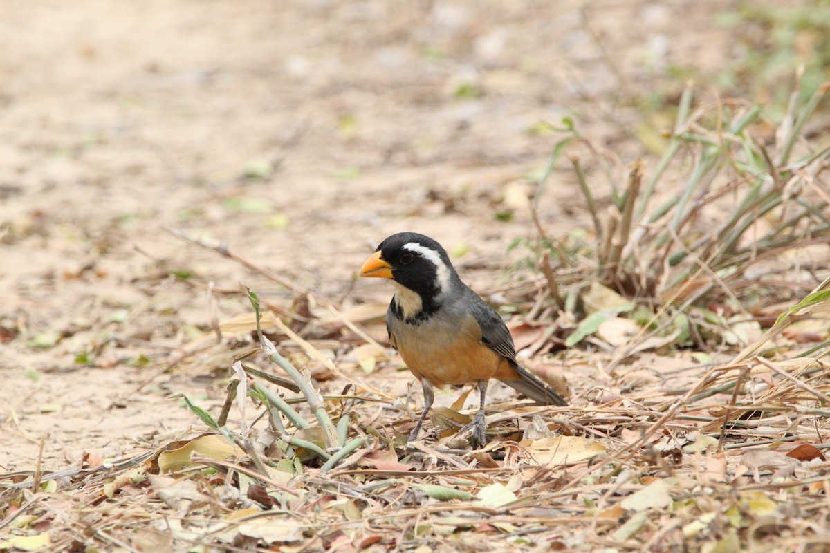 Saltator à bec orange - ML473002091