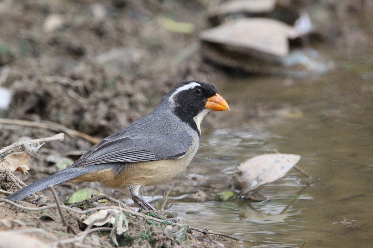 Golden-billed Saltator - ML473002101