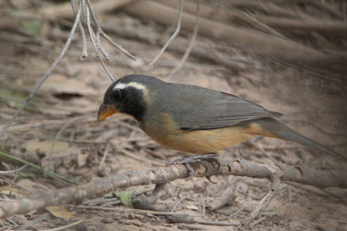 Golden-billed Saltator - ML473002111