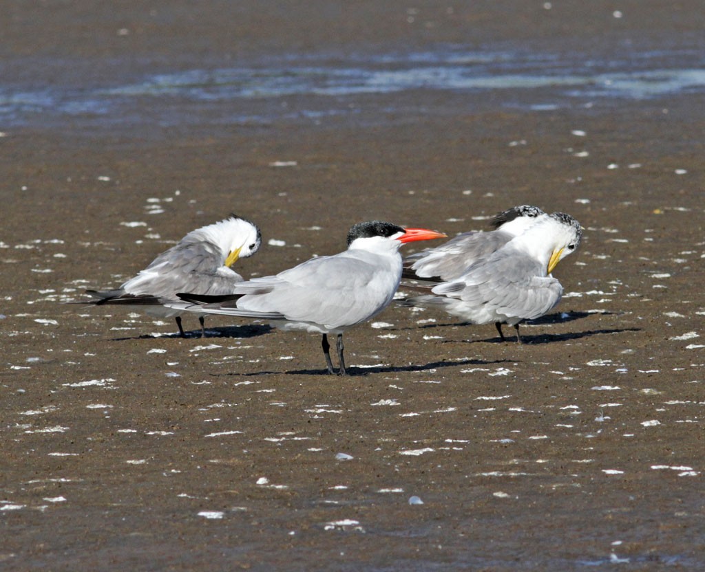 Great Crested Tern - Charley Hesse TROPICAL BIRDING