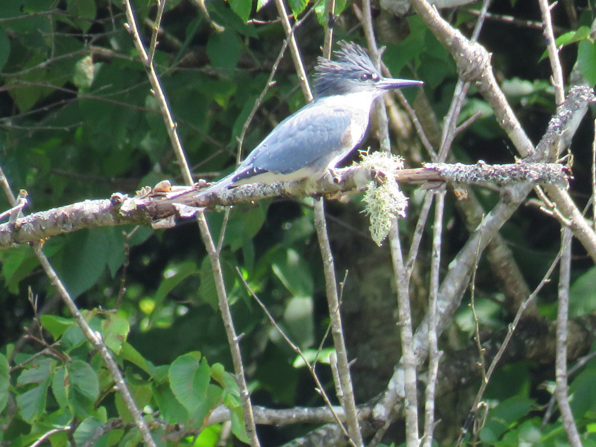 Belted Kingfisher - ML473003991