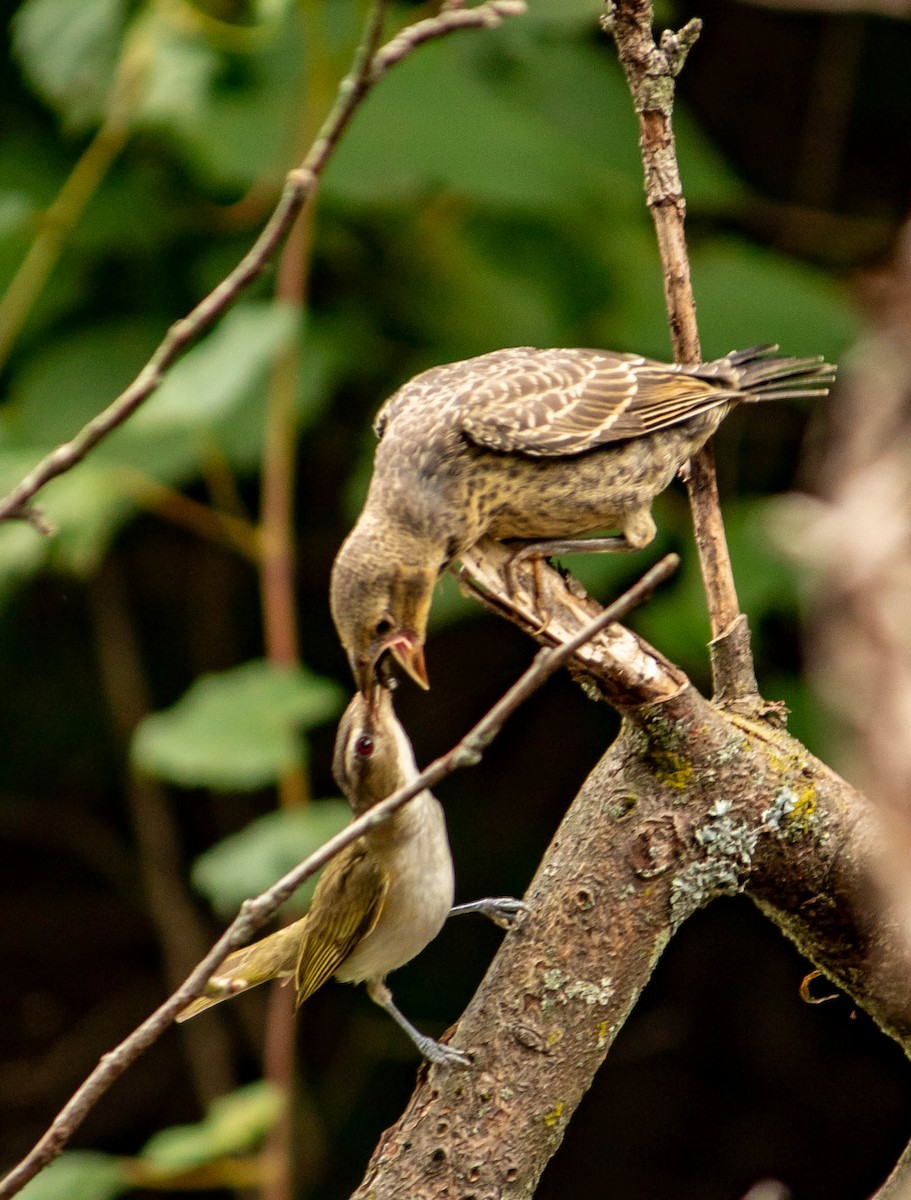 Red-eyed Vireo - ML473004591