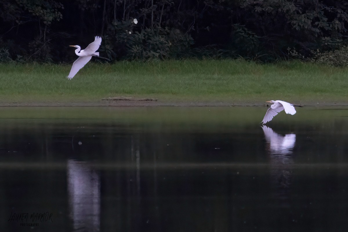 Great Egret - ML473005921