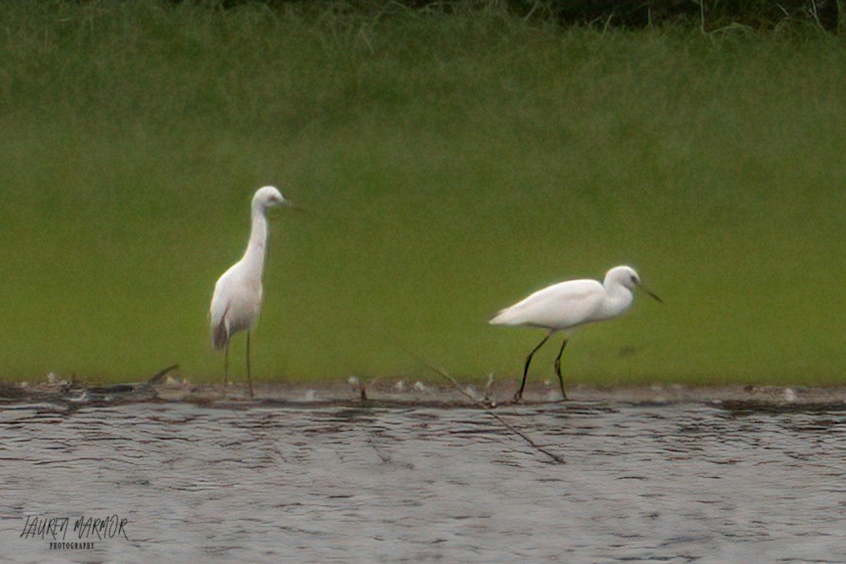Little Blue Heron - ML473006181