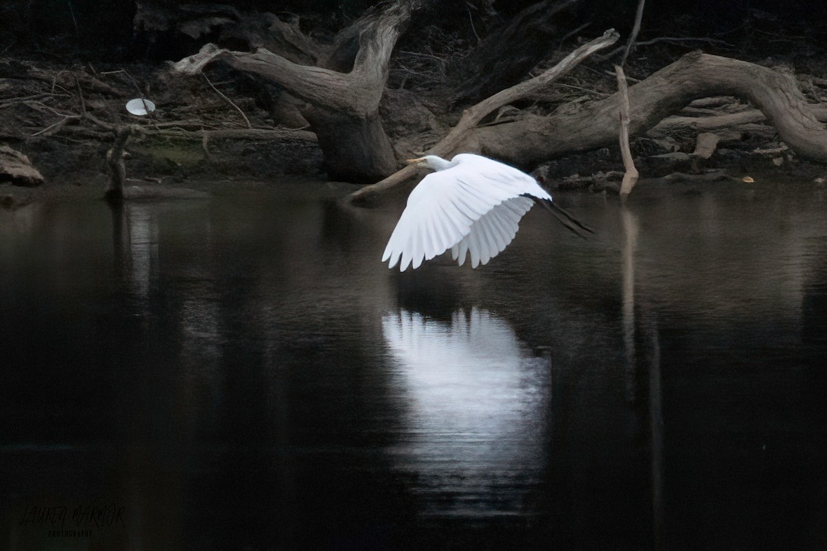 Great Egret - ML473006261