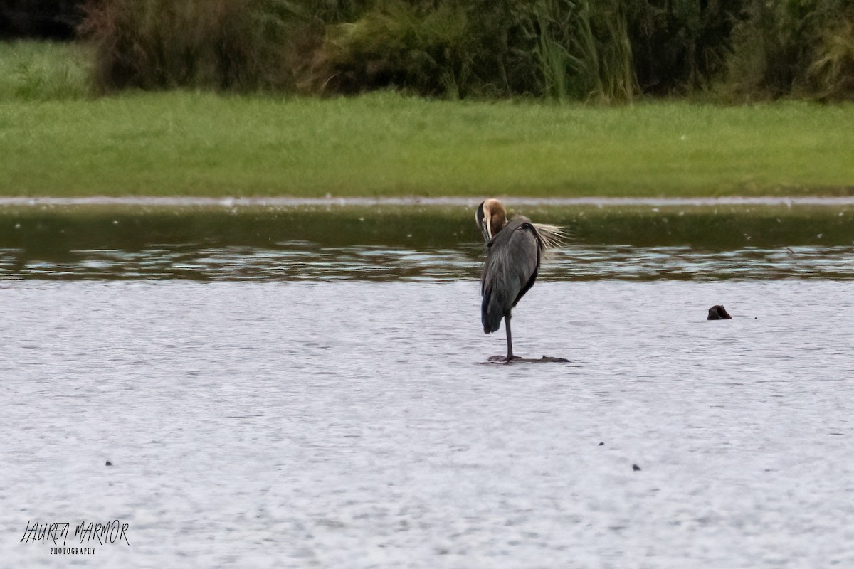 Great Blue Heron - ML473006281