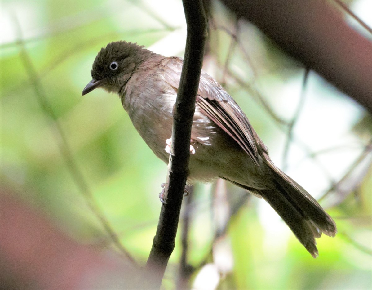 Cream-vented Bulbul - ML473008351