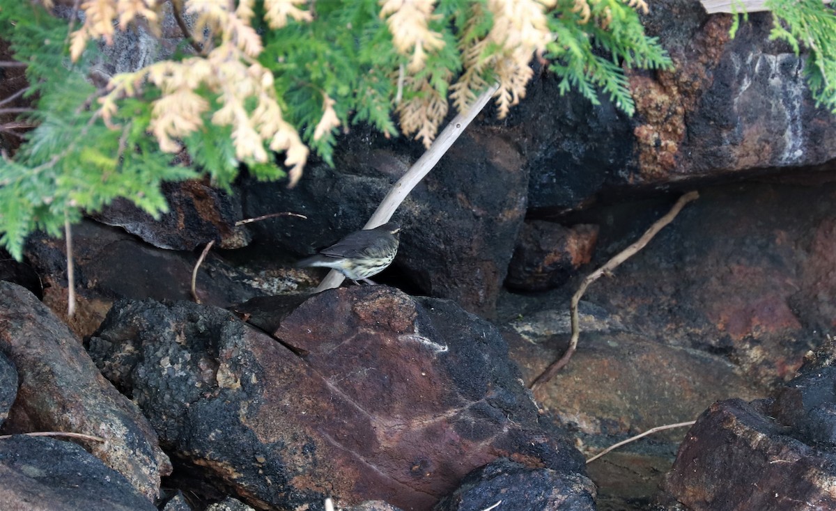 Northern Waterthrush - ML473008671