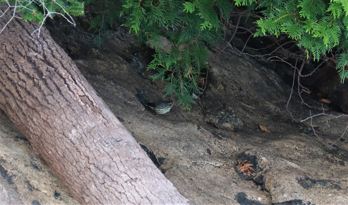 Northern Waterthrush - ML473008681