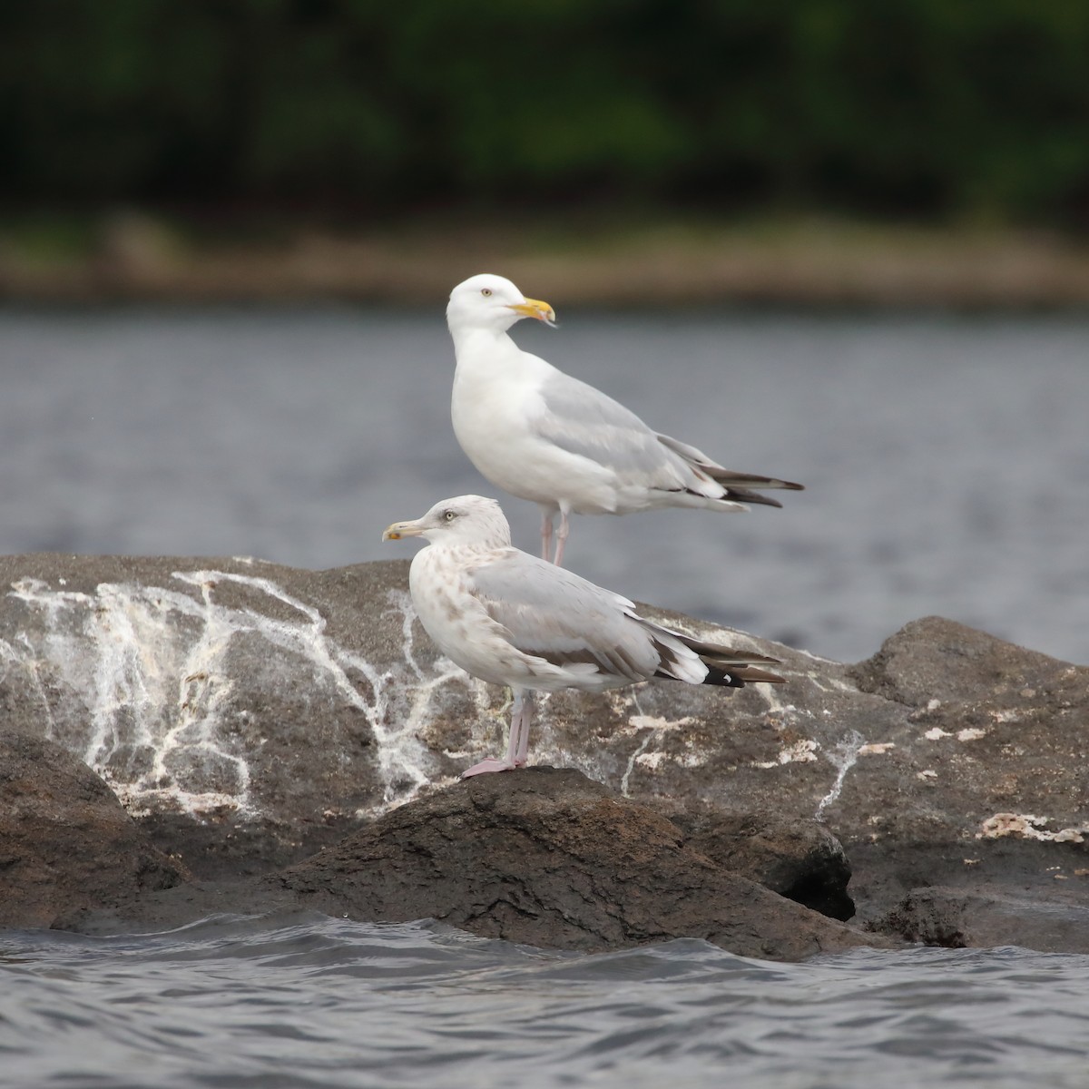 Herring Gull - ML473011061