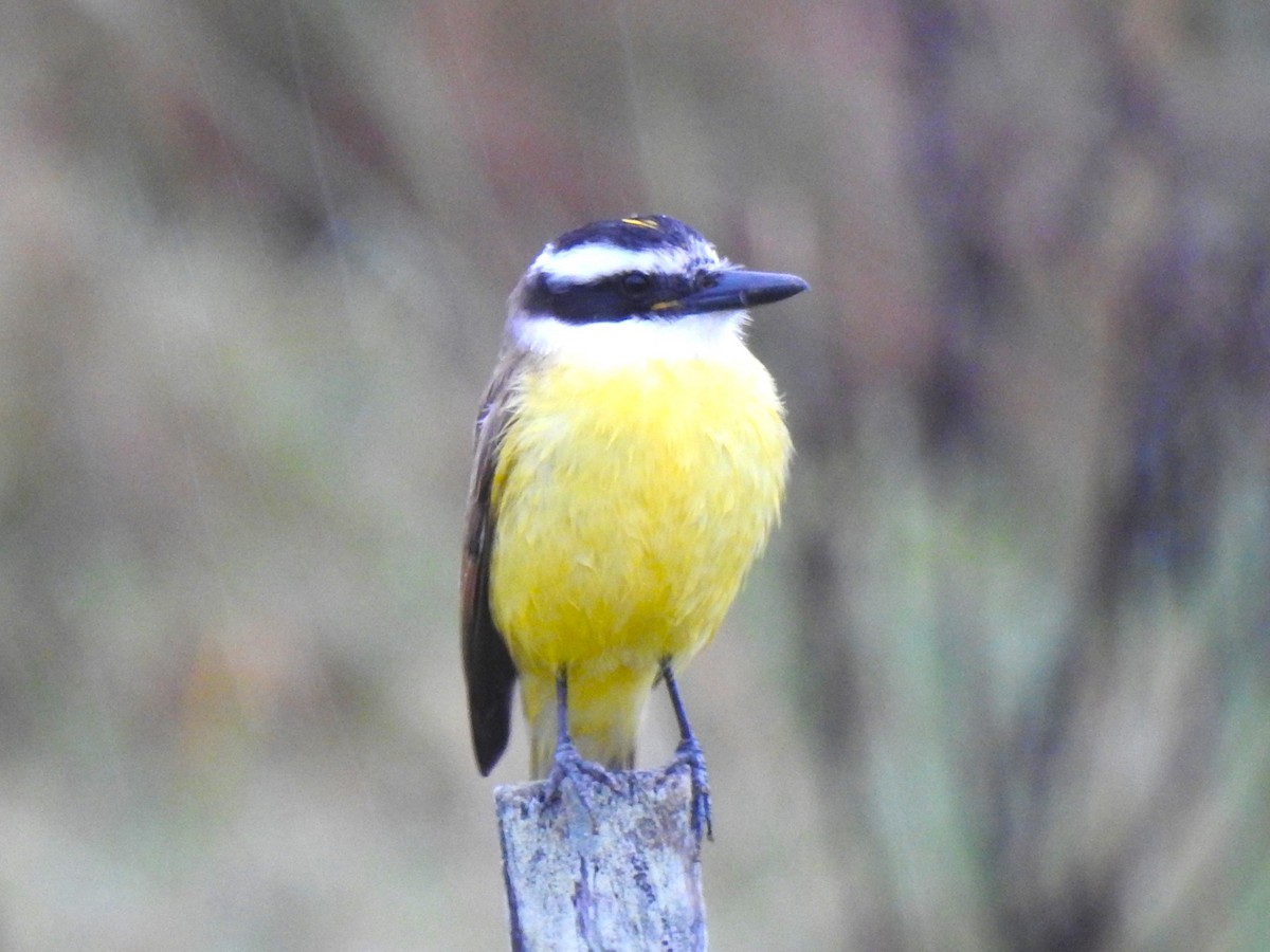 Great Kiskadee - ML473011131