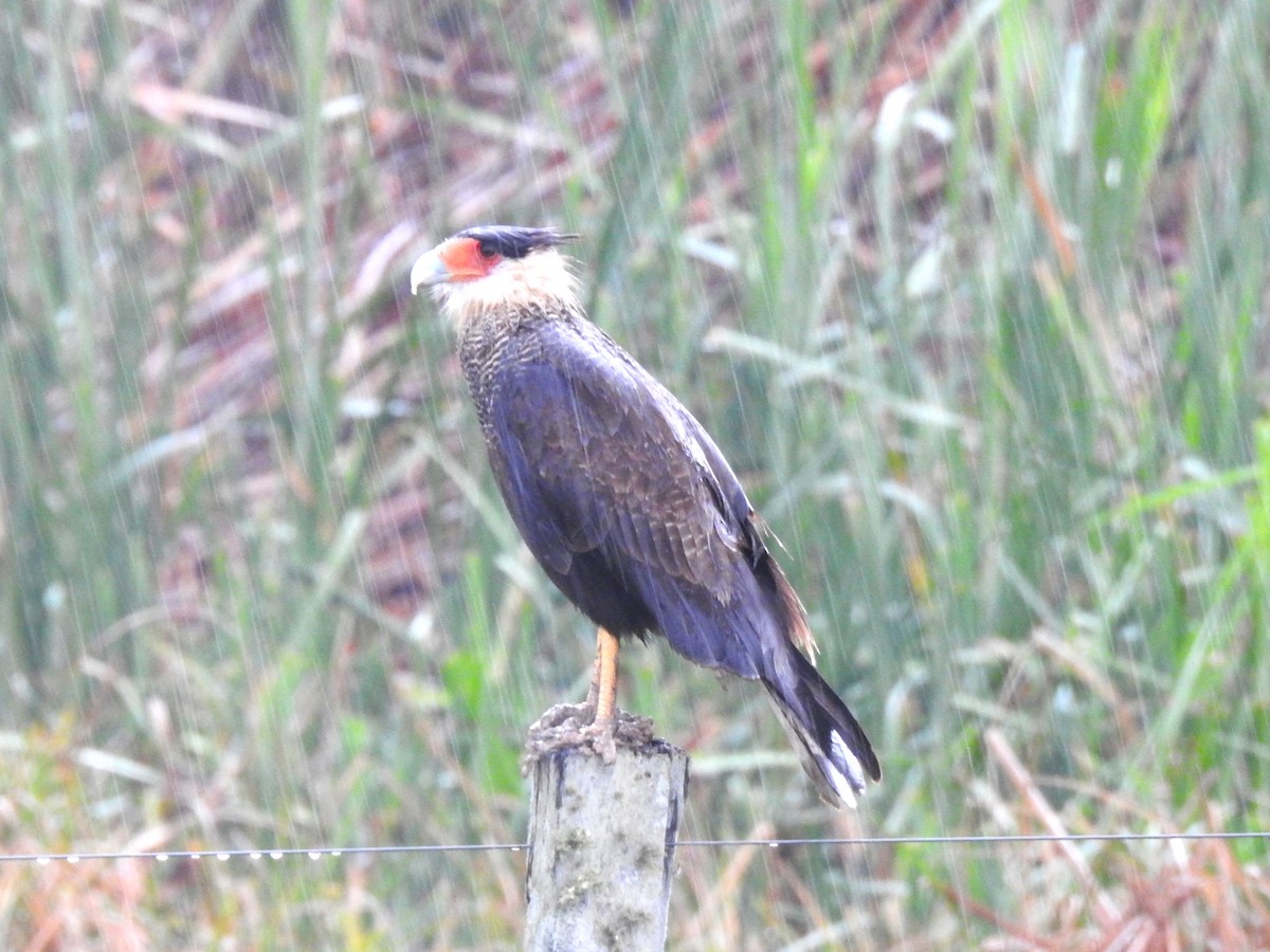 Crested Caracara - Ricardo Centurión