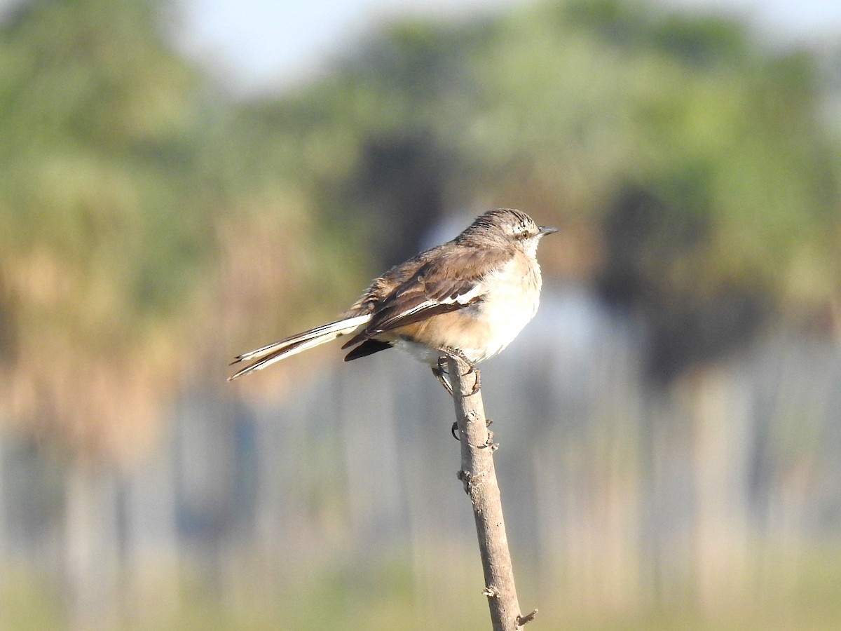 White-banded Mockingbird - Ricardo Centurión