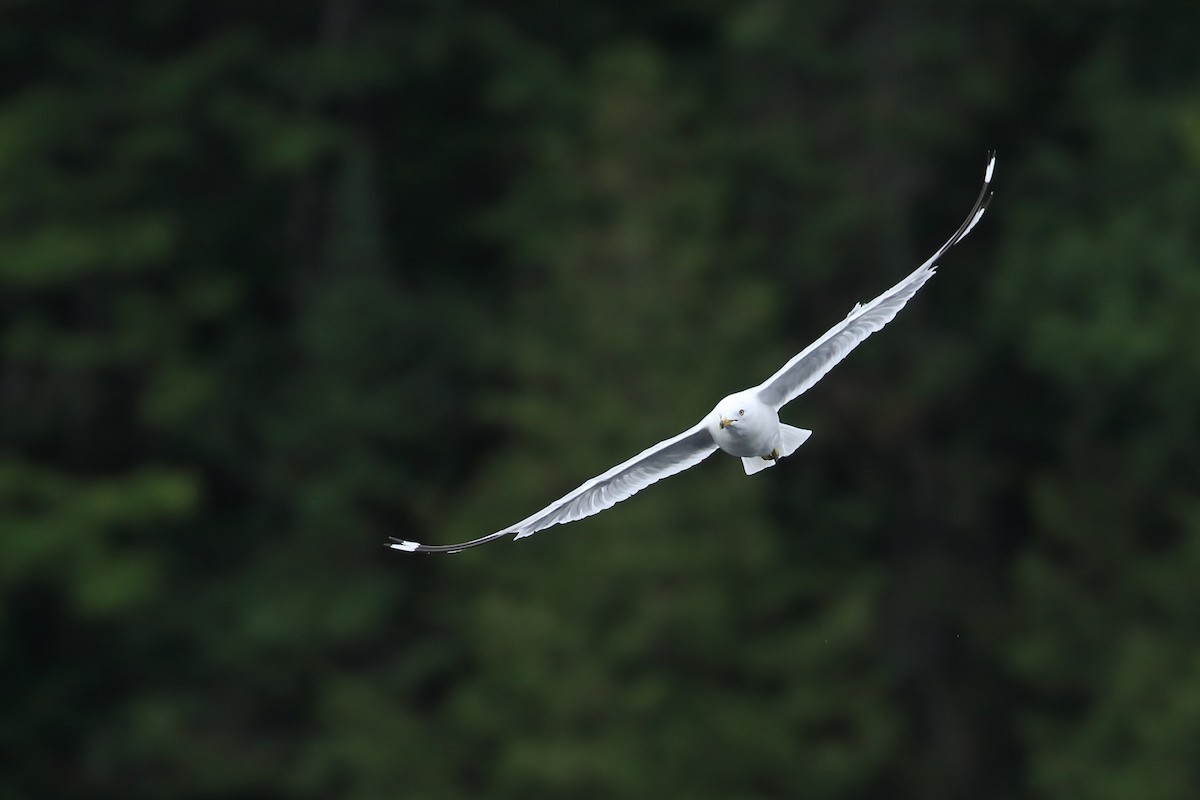 Ring-billed Gull - ML473011321