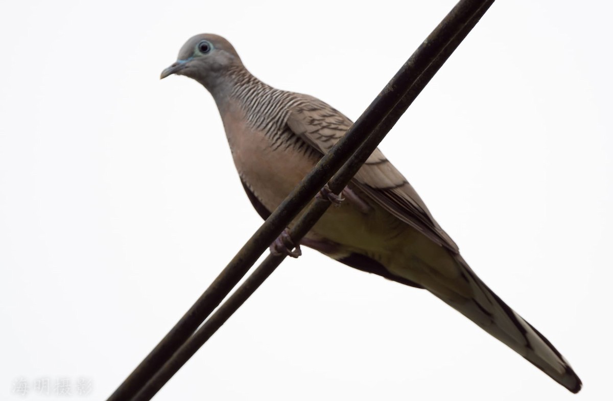 Zebra Dove - ML473011651