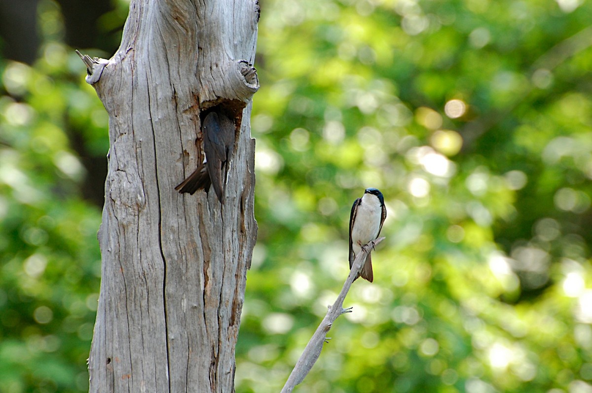 Tree Swallow - Marc St. Onge