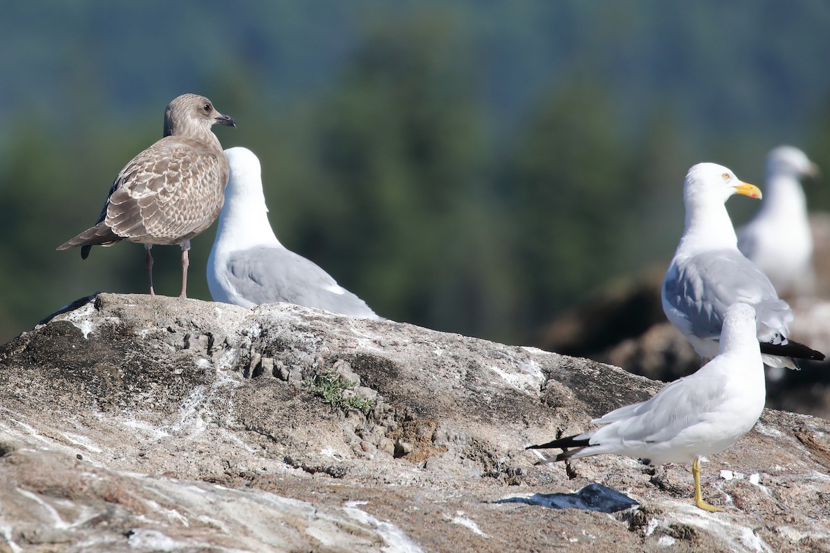 Herring Gull - ML473012671