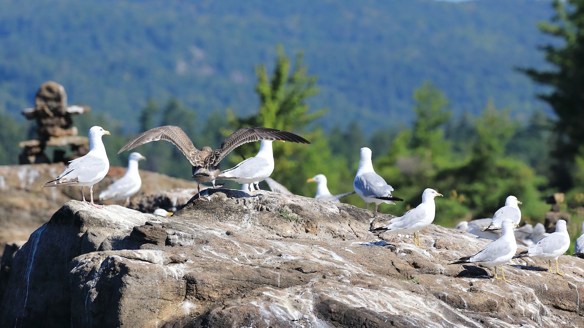 Herring Gull - ML473012681