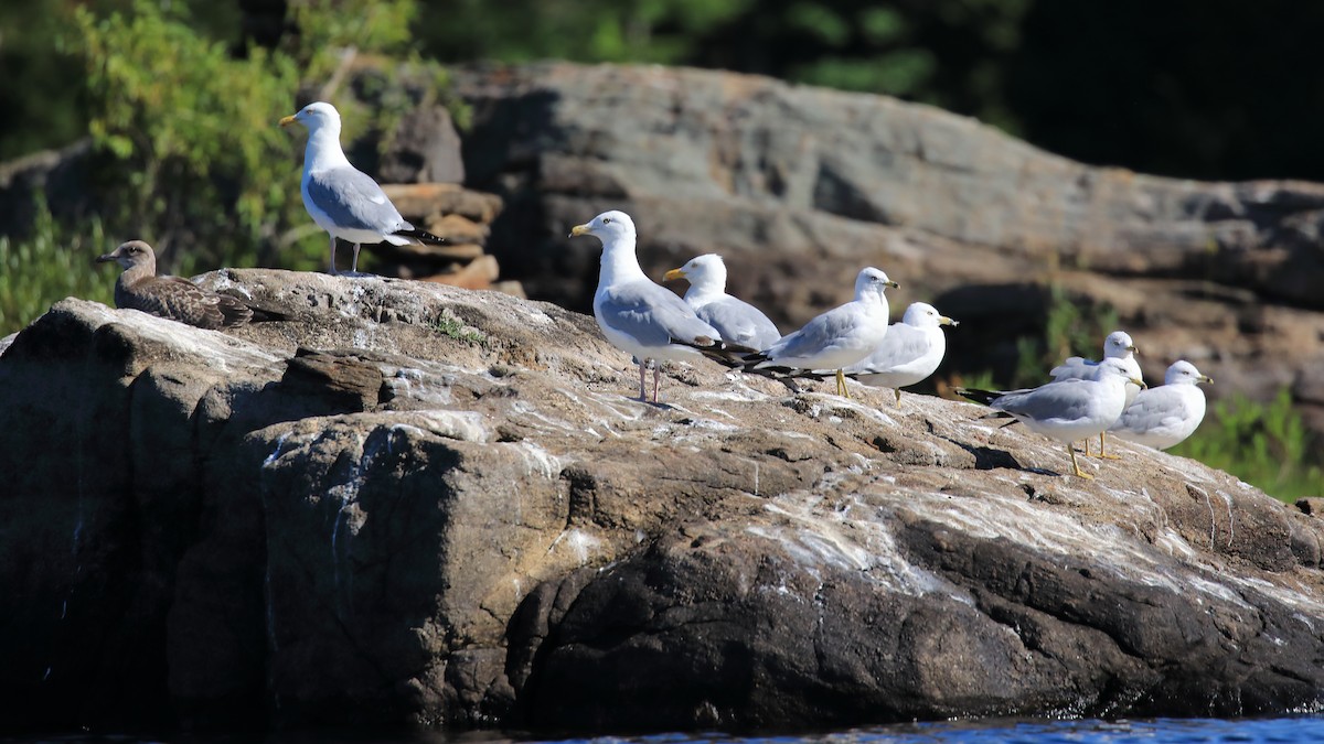 Herring Gull - ML473012691