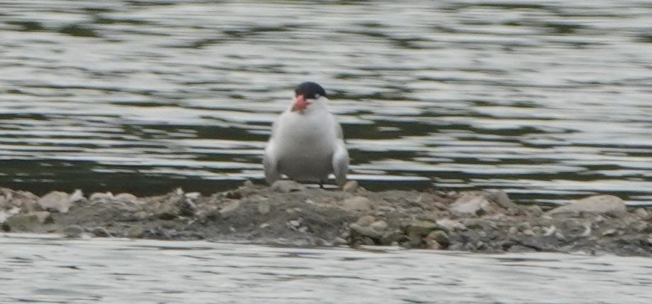 Caspian Tern - ML473013801