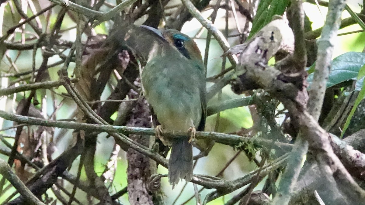 Tody Motmot - ML473013831