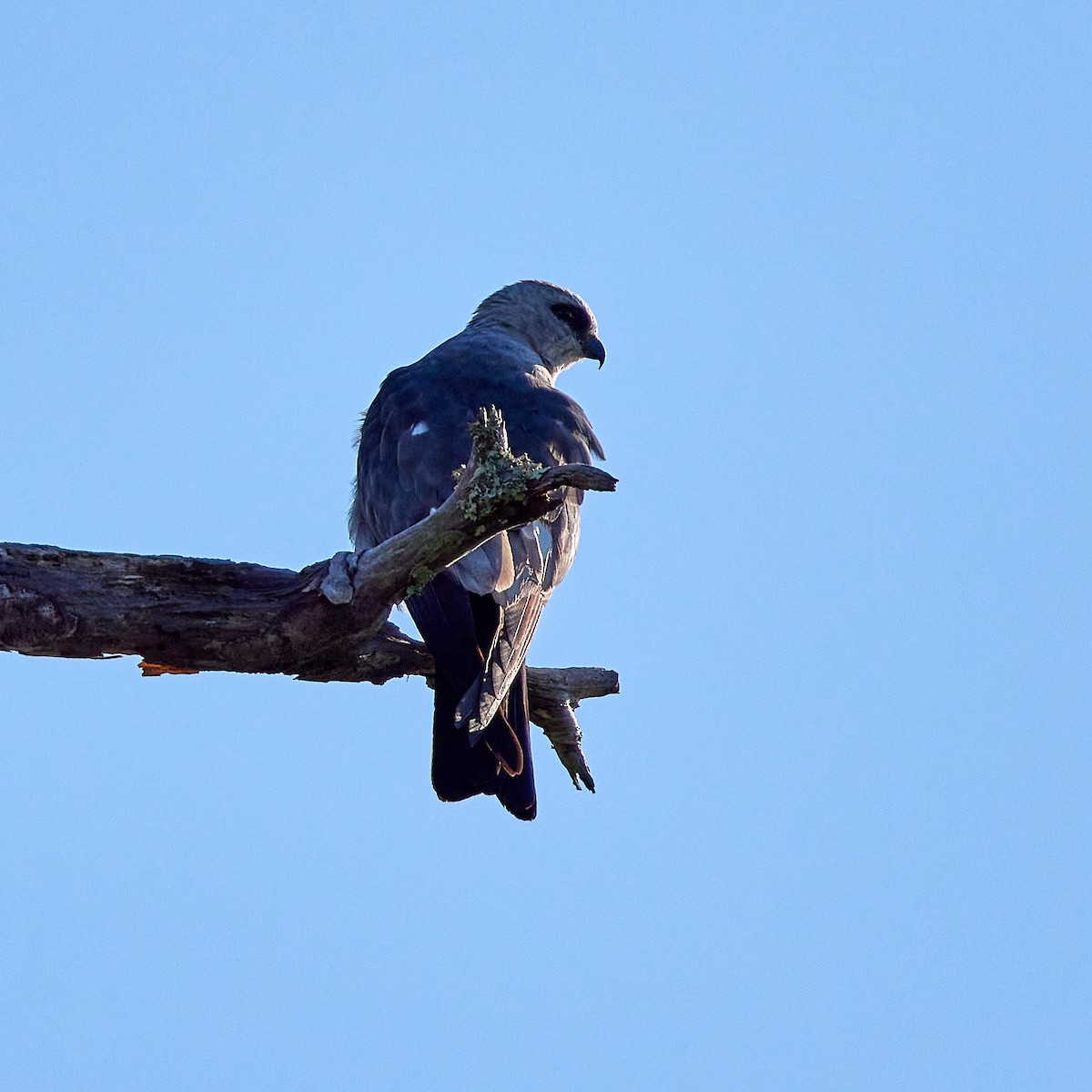 Mississippi Kite - ML473014221