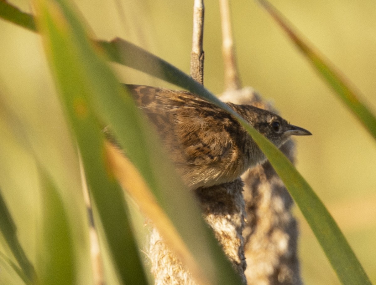 ML473014361 - Sedge Wren - Macaulay Library