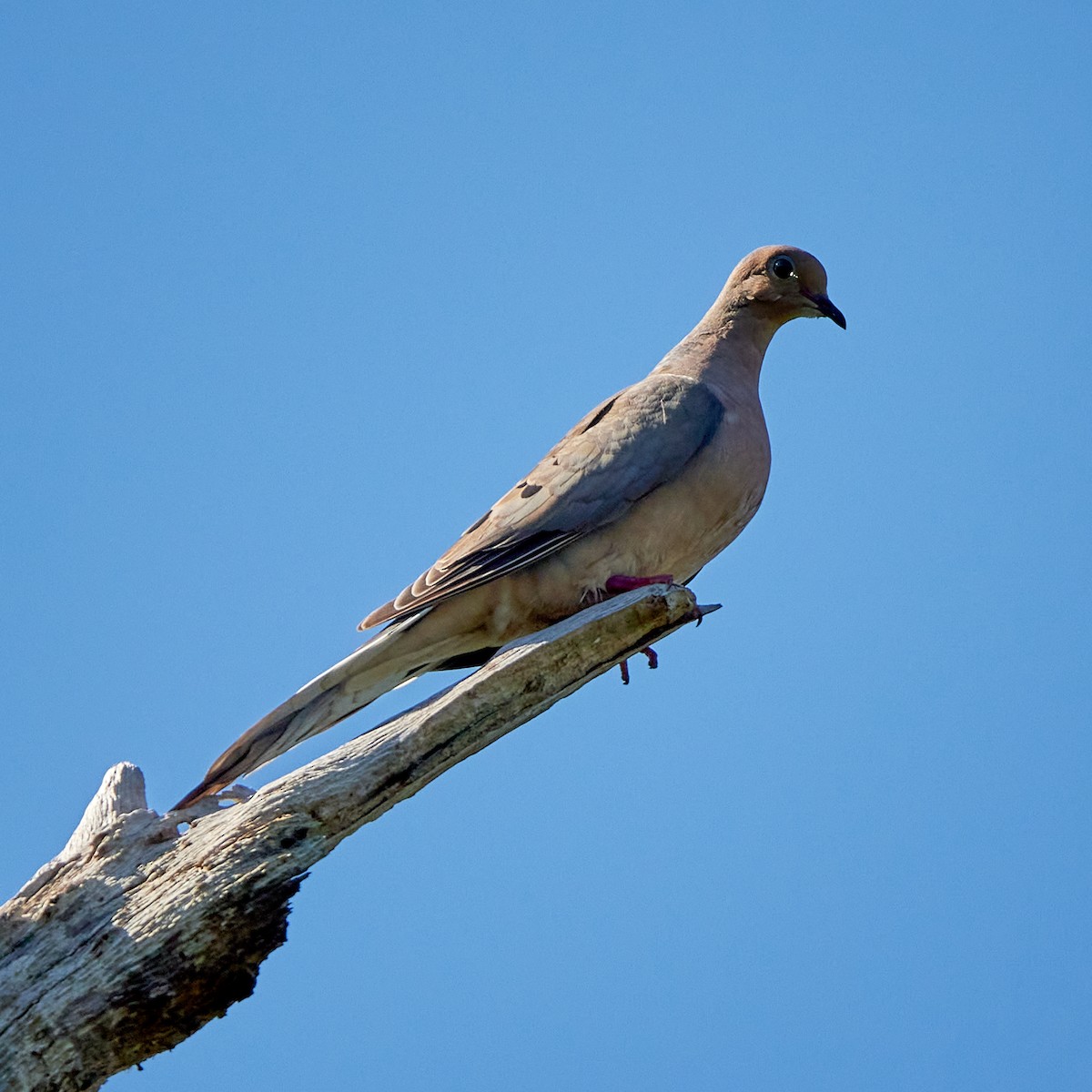 Mourning Dove - ML473014391