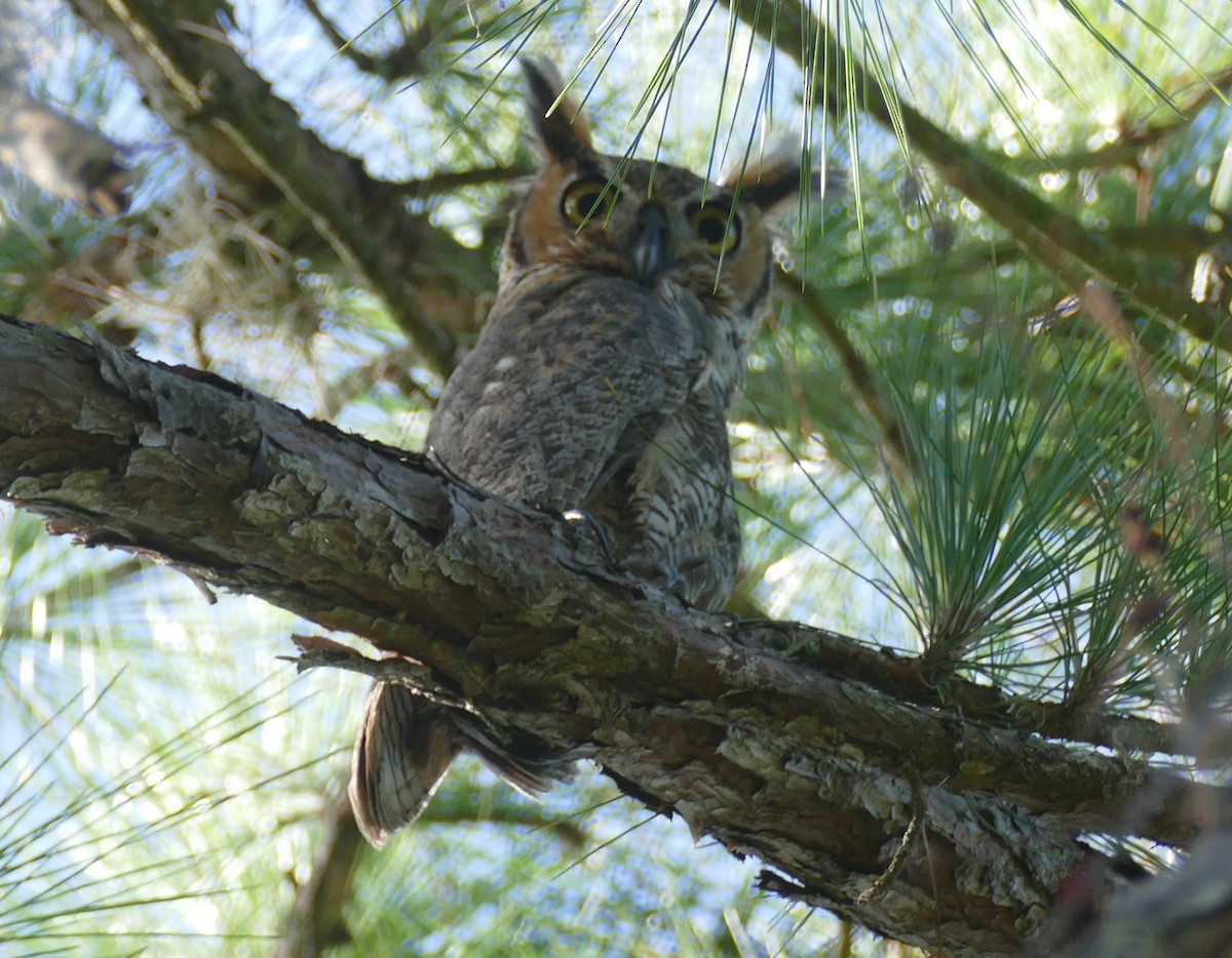 Great Horned Owl - ML473015071