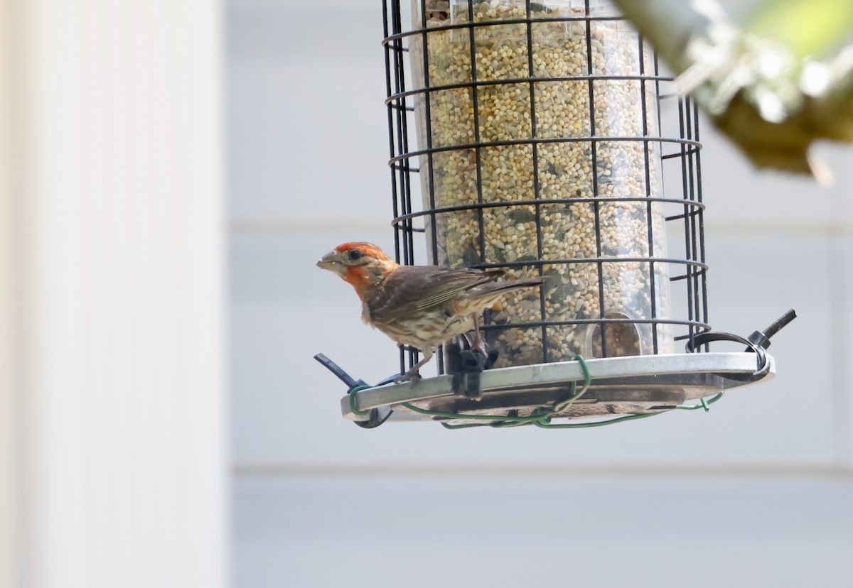 House Finch - ML473015851