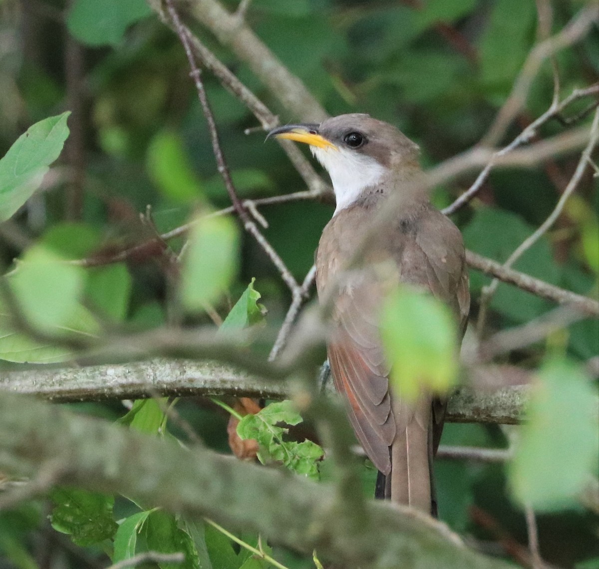 Yellow-billed Cuckoo - ML473016111