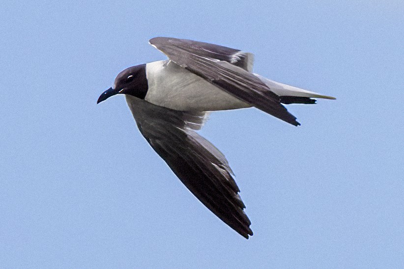 Laughing Gull - ML473016121