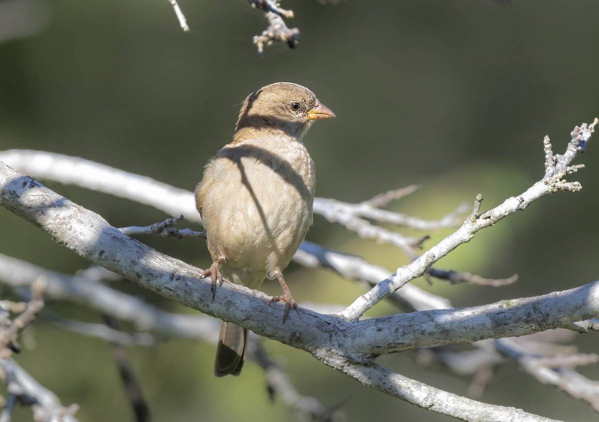 Southern Gray-headed Sparrow - ML473016391
