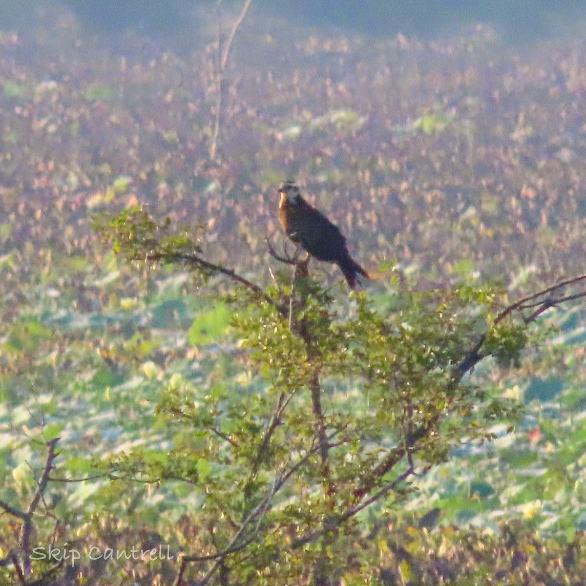 Snail Kite - ML473016731