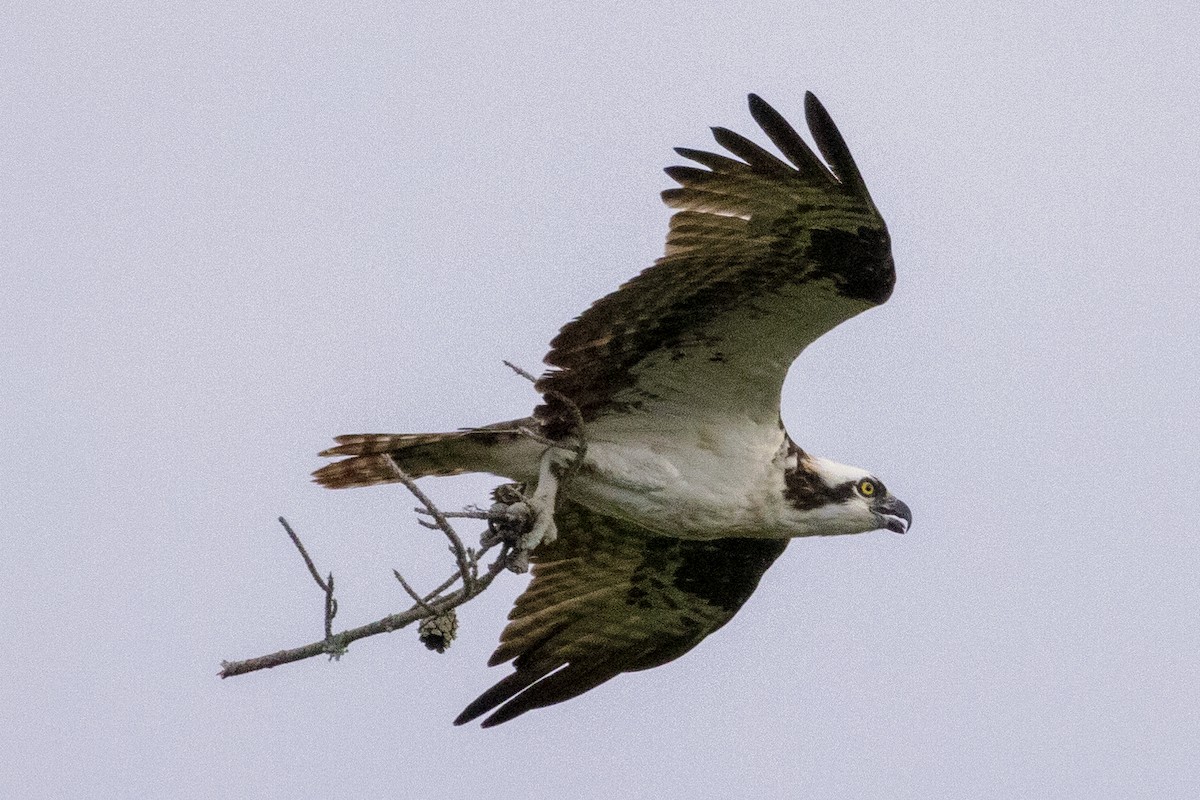 Osprey - ML473016881