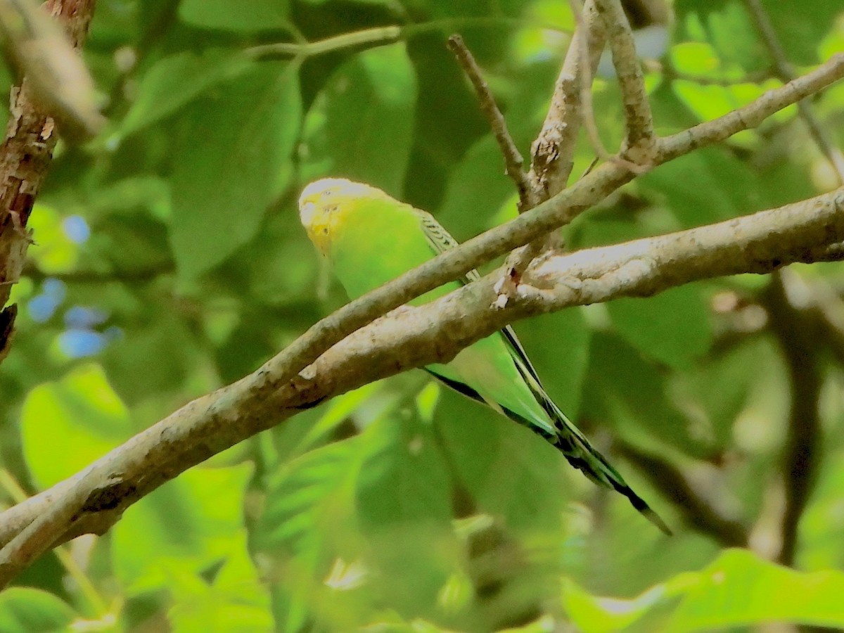 Волнистый попугайчик (Одомашенного вида) - ML473017151