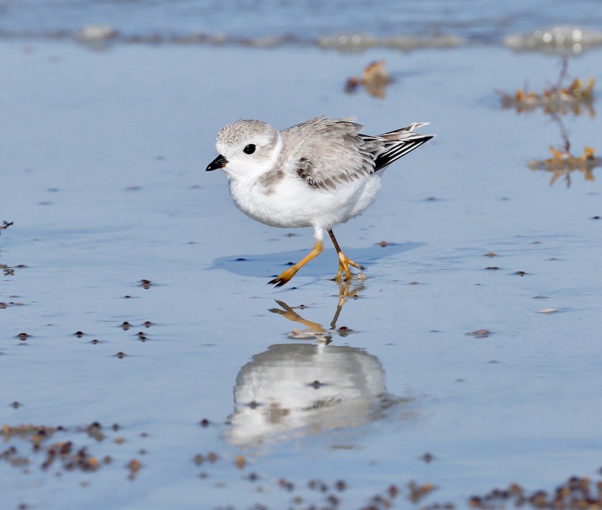Piping Plover - ML473017701