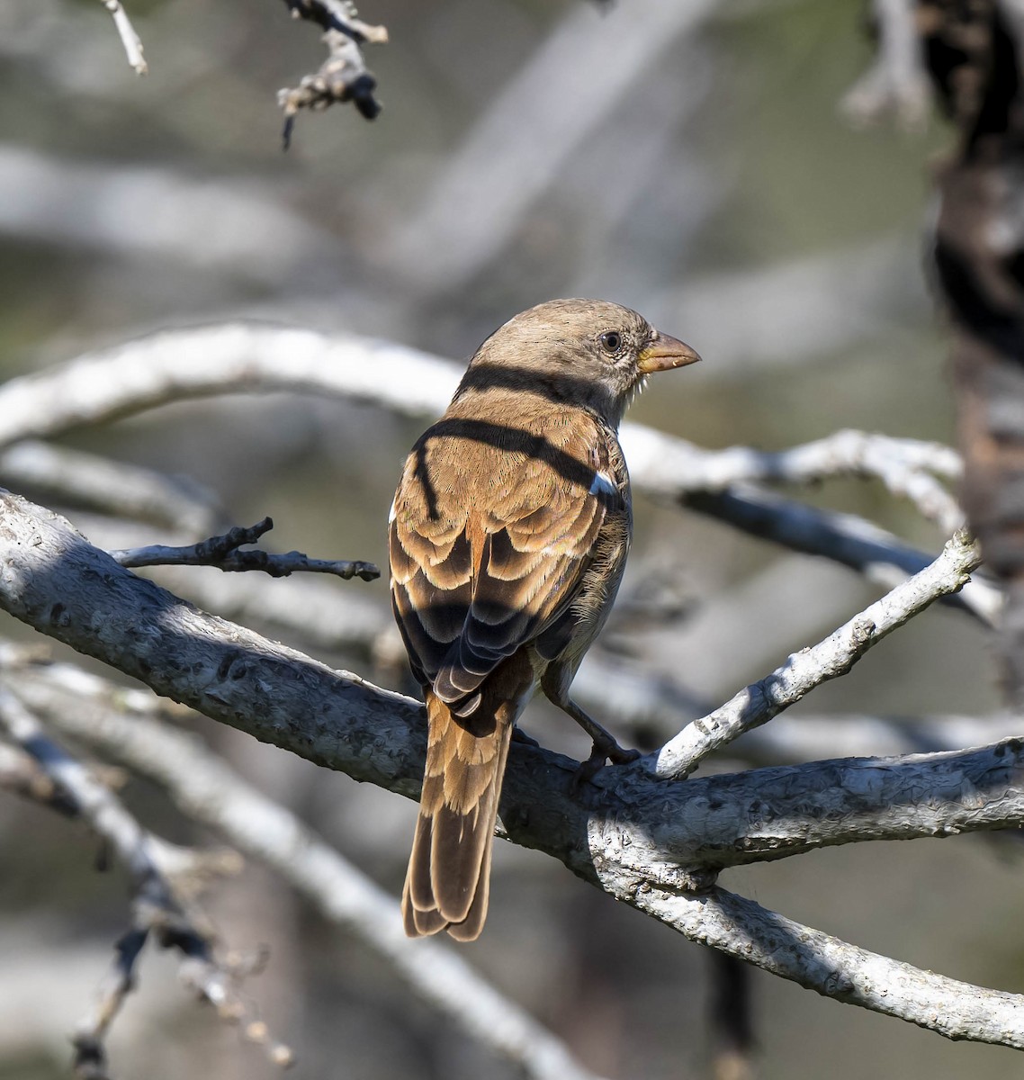 Southern Gray-headed Sparrow - ML473018261