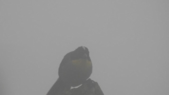 White-naped Brushfinch - ML473018591