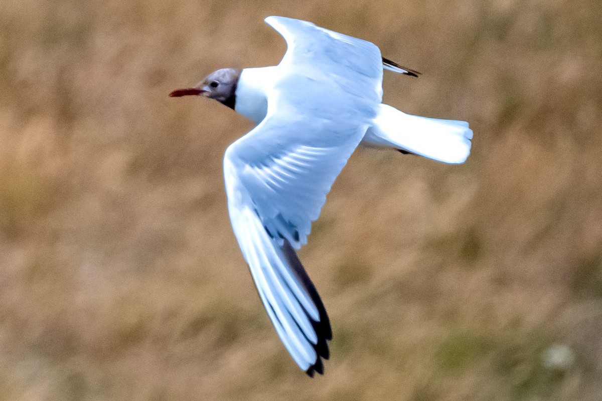 Black-headed Gull - ML473018951