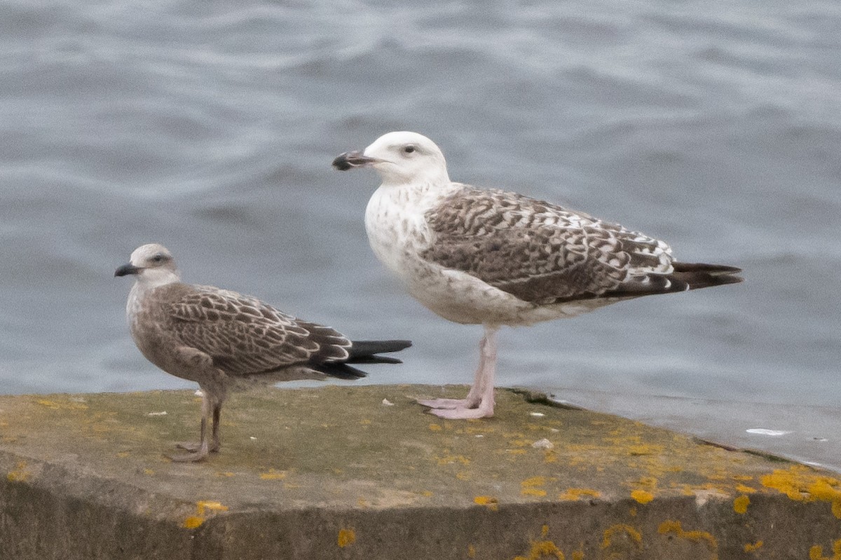 Great Black-backed Gull - ML473019091