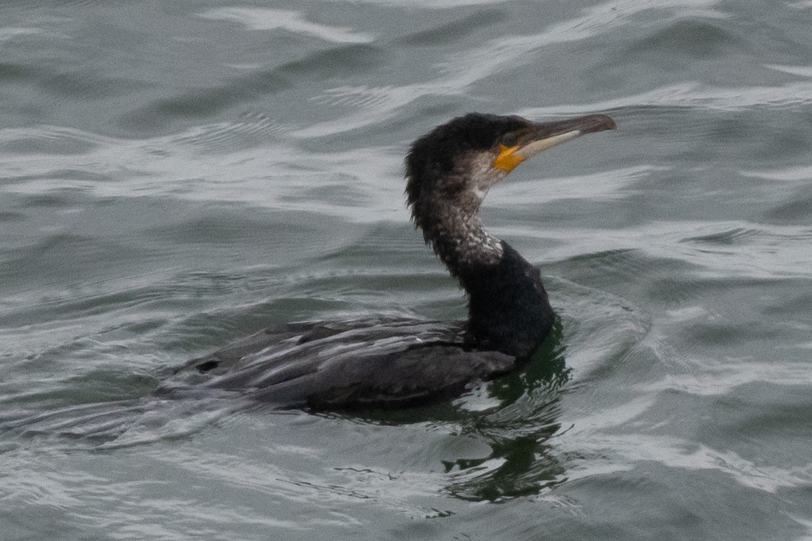 Great Cormorant - ML473019321