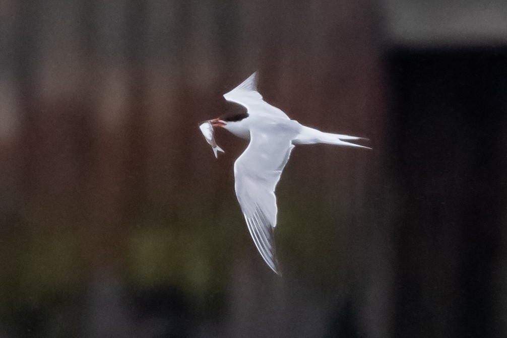 Common Tern - ML473019591