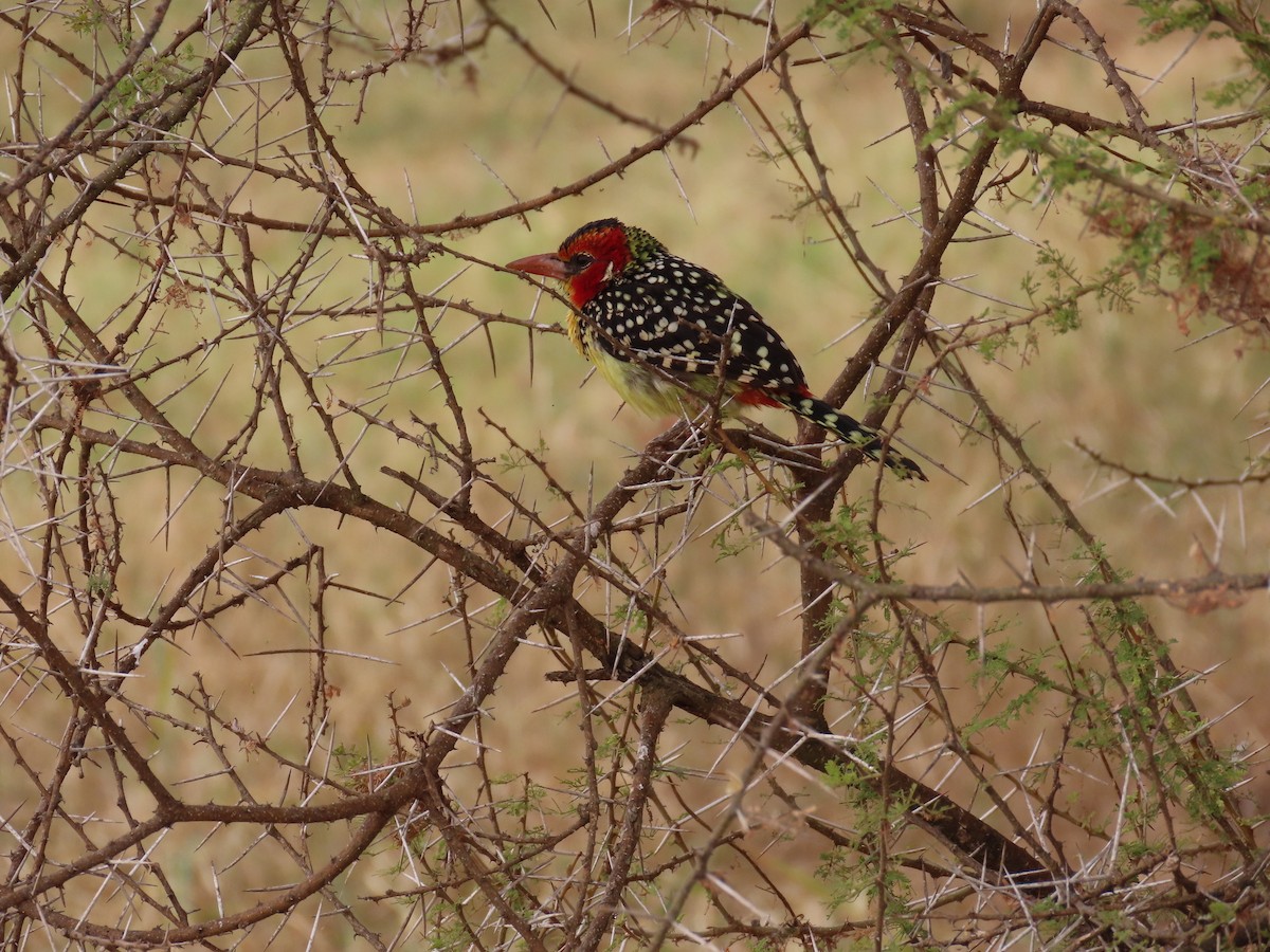 Maskeli Barbet - ML473019611