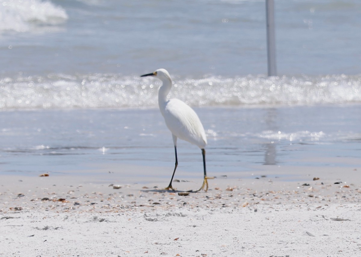 Snowy Egret - ML473020341